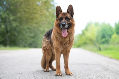 Fonzo