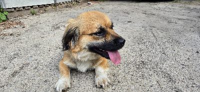 Kiri