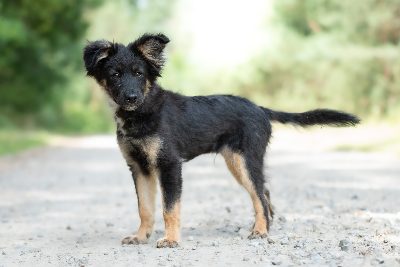Yamal