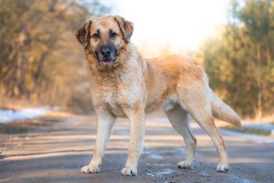 Scrapy