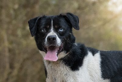 Xavi